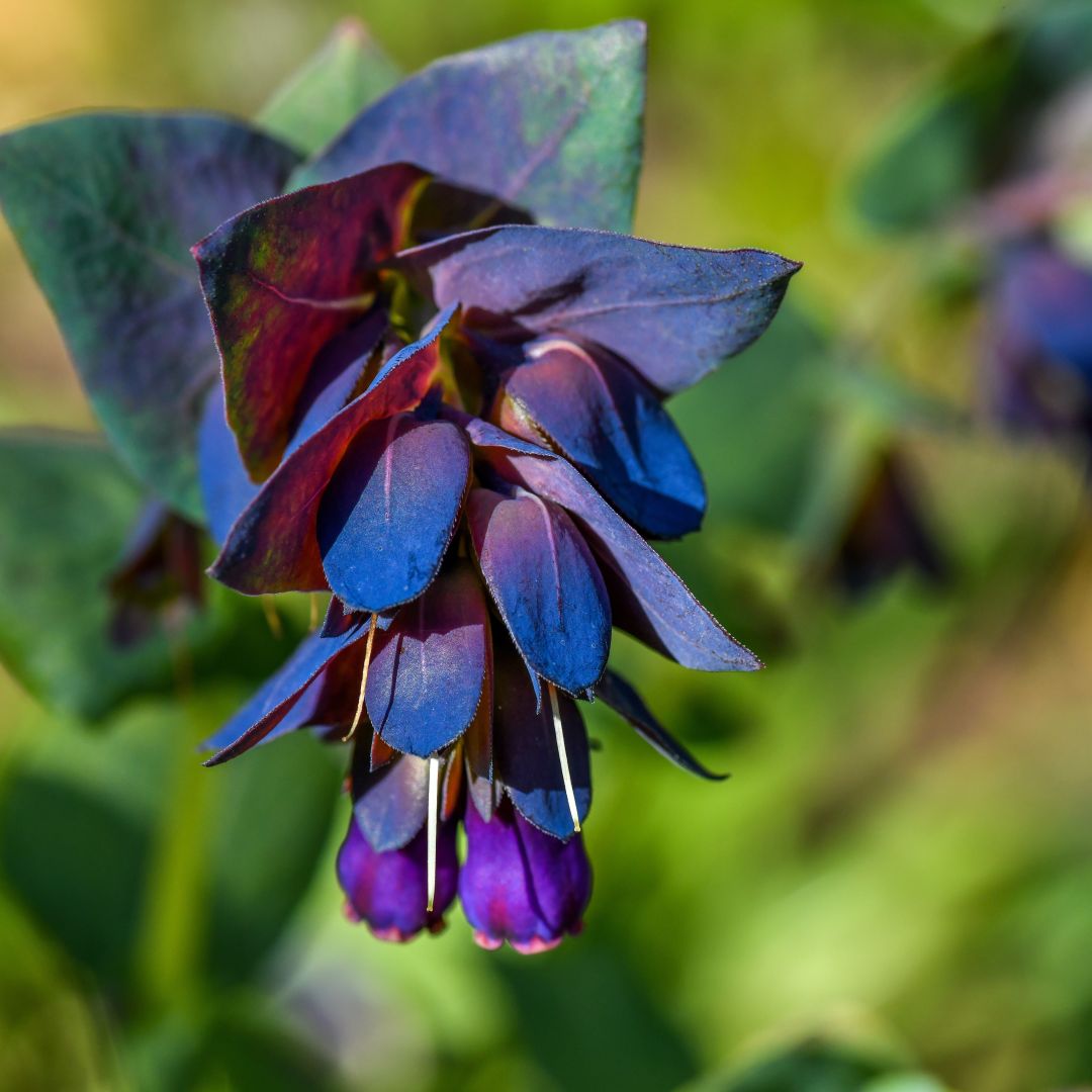 Blue Cerinthe Flower Seeds for Planting Heirloom, Non GMO, Compact Growth Garden Seeds seeds for planting