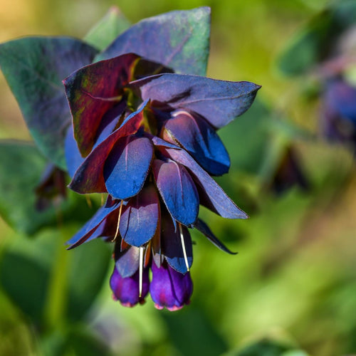 Blue Cerinthe Flower Seeds for Planting Heirloom, Non GMO, Compact Growth Garden Seeds seeds for planting