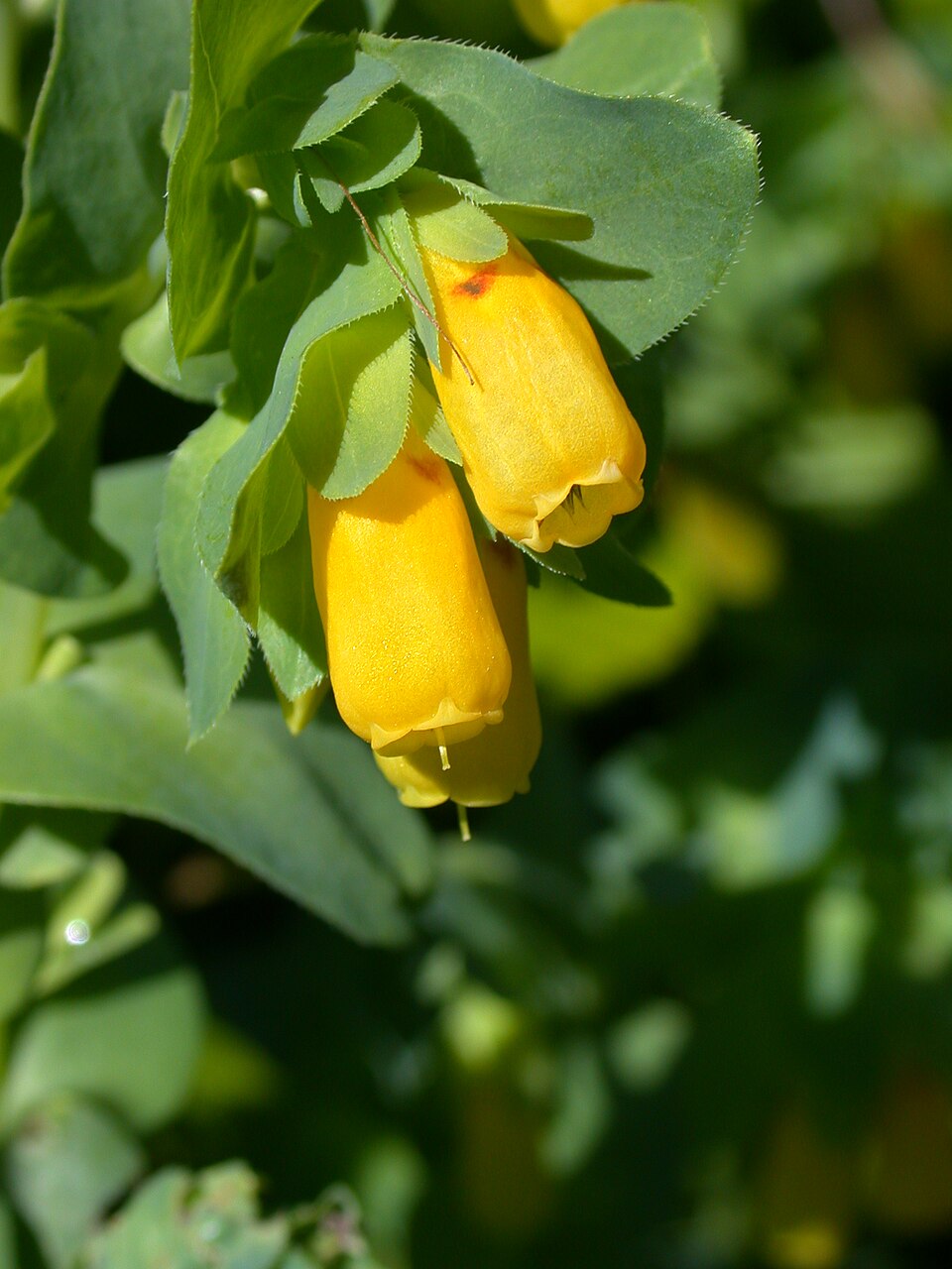 Premium Yellow Cerinthe Flower seeds for Planting Perfect for Borders, Heirloom & GMO Free Seeds for Home Garden seeds