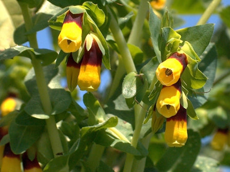Yellow Cerinthe Flower seeds for Planting Perfect for Borders, Heirloom & GMO Free Seeds for Home Garden vegetable and garden seeds