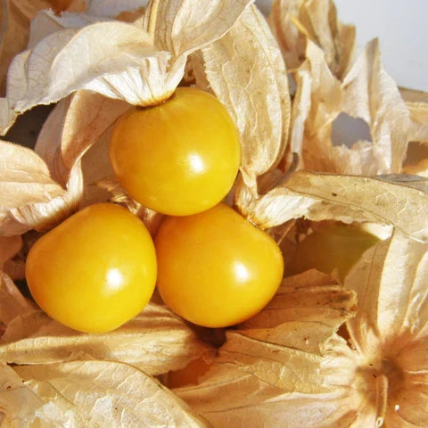 Tart Ground Cherry Seeds for Planting | Sweet & Tangy Berries - Evergrowseeds