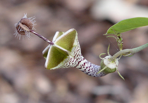 Premium Ceropegia Flower seeds for Planting Easy to Grow, Heirloom & GMO Free Seeds for Home Garden seeds