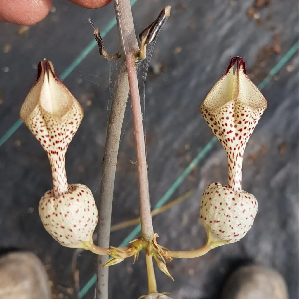 Ceropegia Flower seeds for Planting Easy to Grow, Heirloom & GMO Free Seeds for Home Garden vegetable and garden seeds