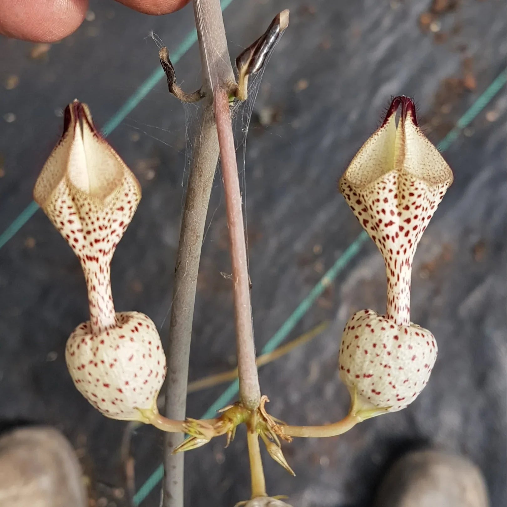Ceropegia Flower seeds for Planting Easy to Grow, Heirloom & GMO Free Seeds for Home Garden vegetable and garden seeds