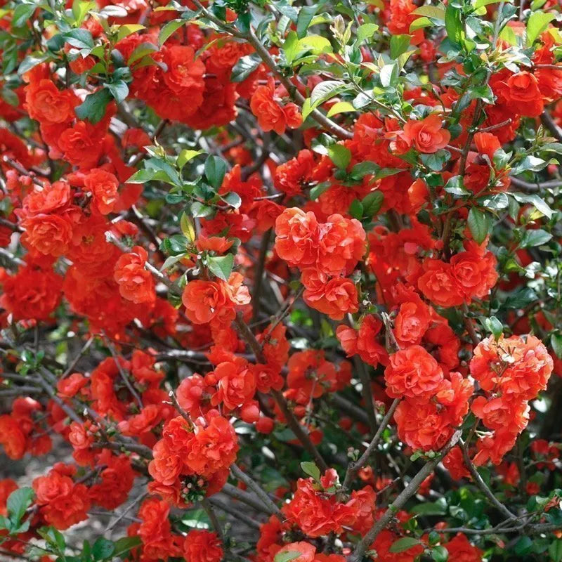 Orange Quince Flower seeds for Planting Premium Quality, Heirloom & GMO Free Seeds for Home Garden vegetable and garden seeds