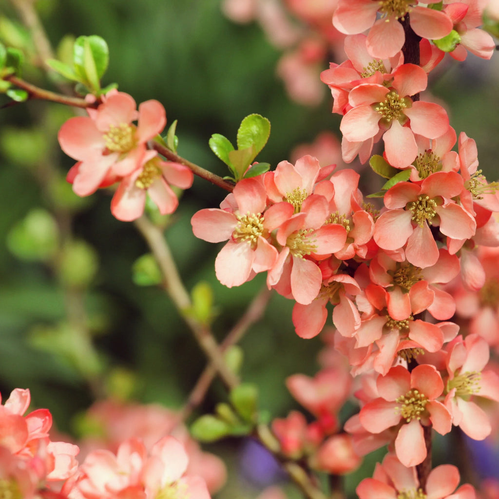 Premium Orange Chaenomeles Flower seeds for Planting Cut Flower Favorite, Heirloom & GMO Free Seeds for Home Garden seeds