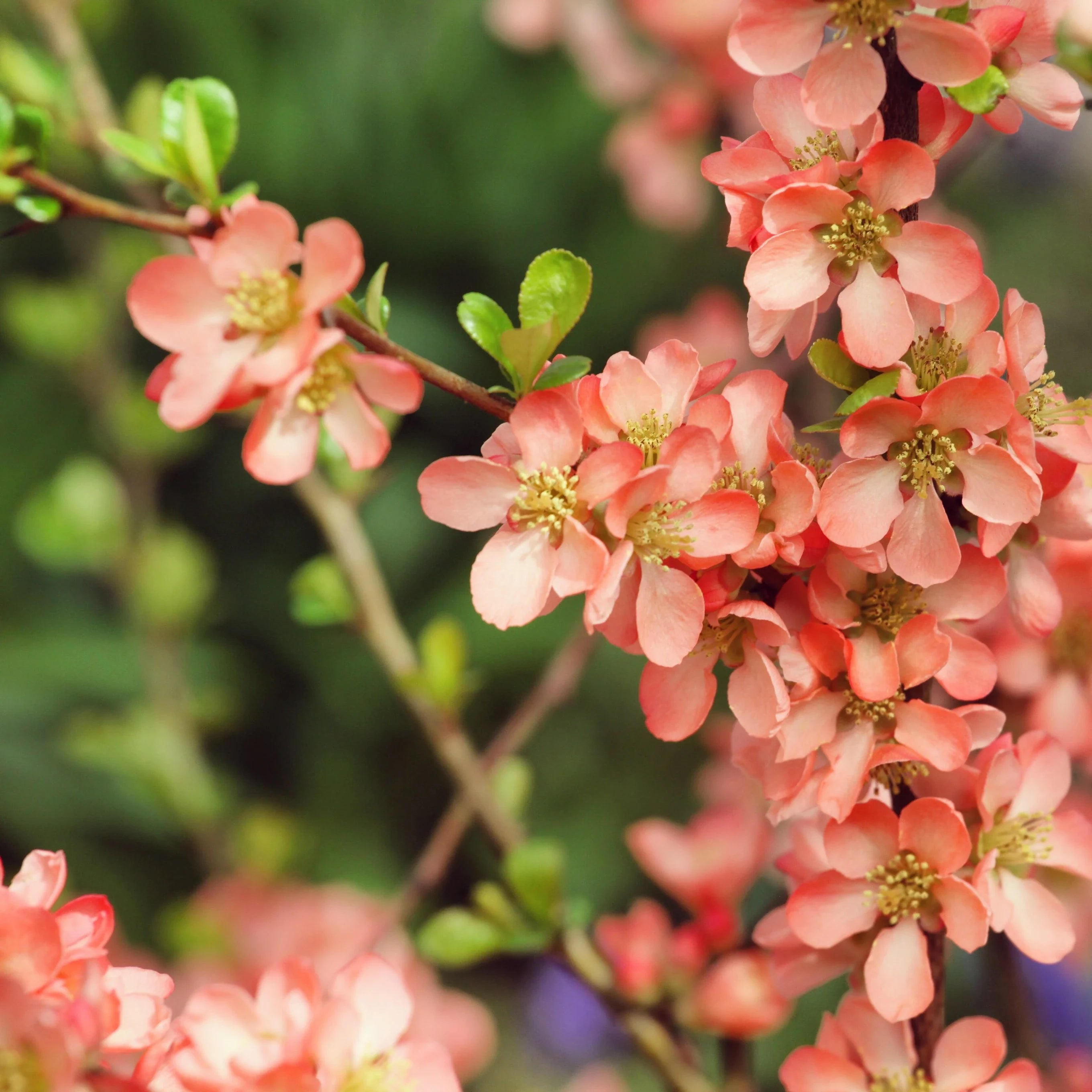 Premium Orange Chaenomeles Flower seeds for Planting Cut Flower Favorite, Heirloom & GMO Free Seeds for Home Garden seeds
