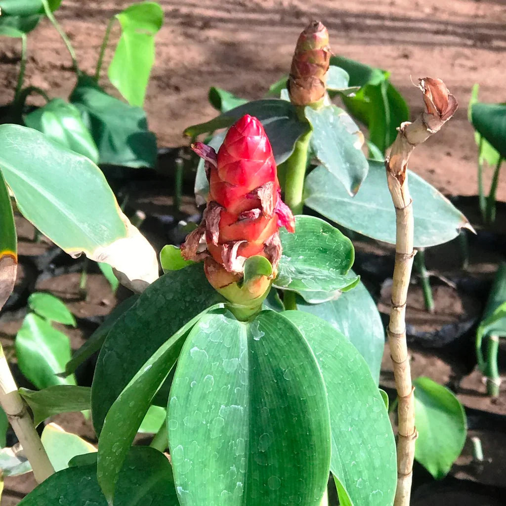 Costus Flower seeds for Planting Garden Favorite Heirloom & GMO Free Seeds for Home Garden