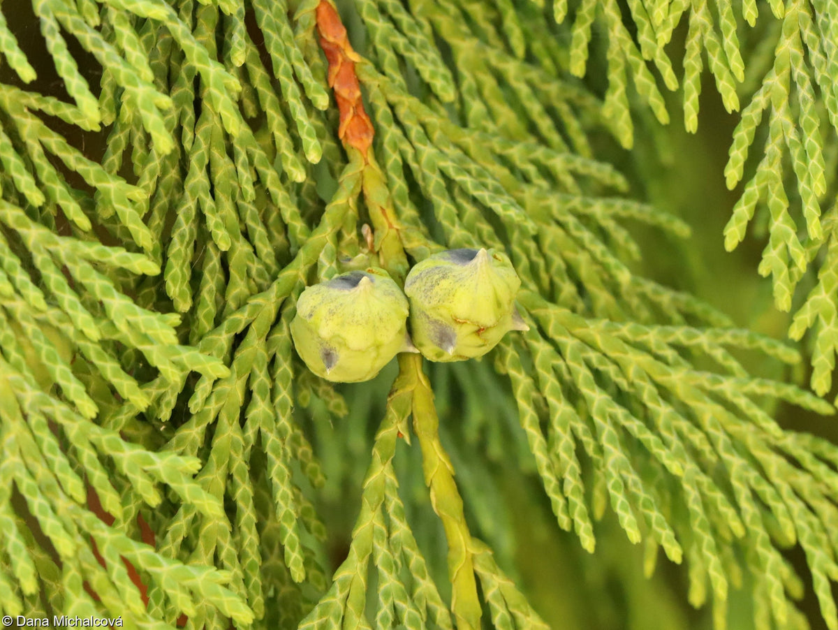 Pendula Chamaecyparis Nootkatensis Flower seeds for Planting - Easy to Grow, Heirloom & GMO Free Seeds for Home Garden