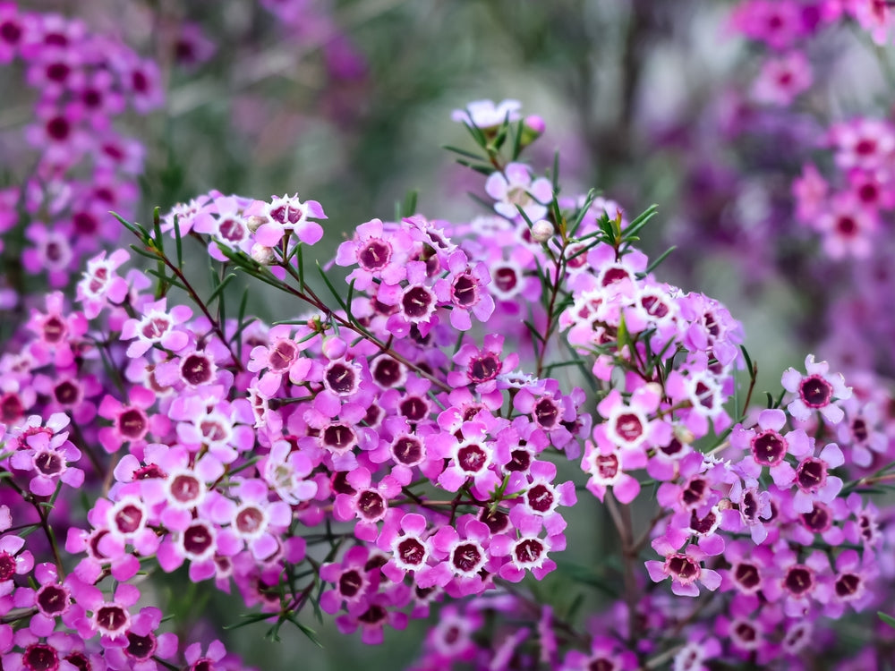 High quality Geraldton Wax Flower seeds for Planting Drought Tolerant, Heirloom & GMO Free Seeds for Home Garden seeds pack
