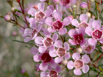 Geraldton Flower seeds for Planting Cottage Garden Essential Heirloom & GMO Free Seeds for Home Garden