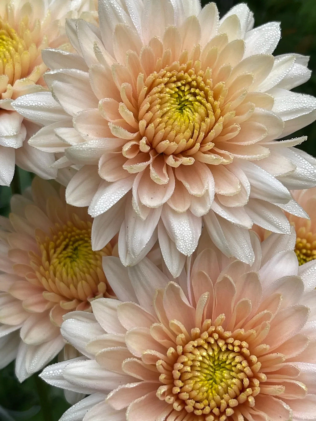 Premium White Pink Chrysanthemum Flower seeds for Planting Bright Blooms, Heirloom & GMO Free Seeds for Home Garden seeds