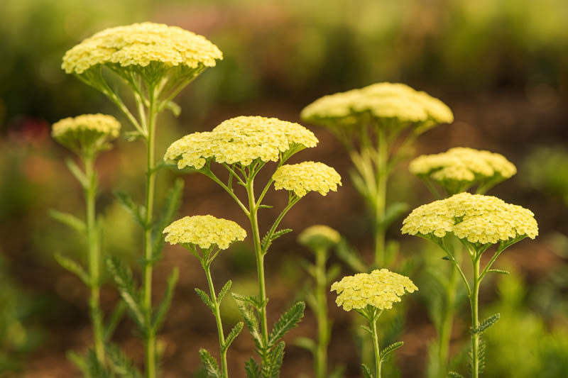 Yellow Achillea Flower seeds for Planting Premium Quality, Heirloom & GMO Free Seeds for Home Garden vegetable and garden seeds