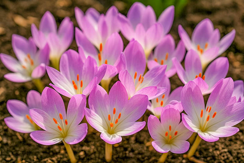 Premium Pink Crocus Flower seeds for Planting Bright Blooms, Heirloom & GMO Free Seeds for Home Garden seeds