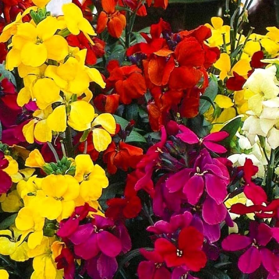 High quality Mixed Erysimum Flower seeds for Planting Shade Tolerant, Heirloom & GMO Free Seeds for Home Garden seeds pack