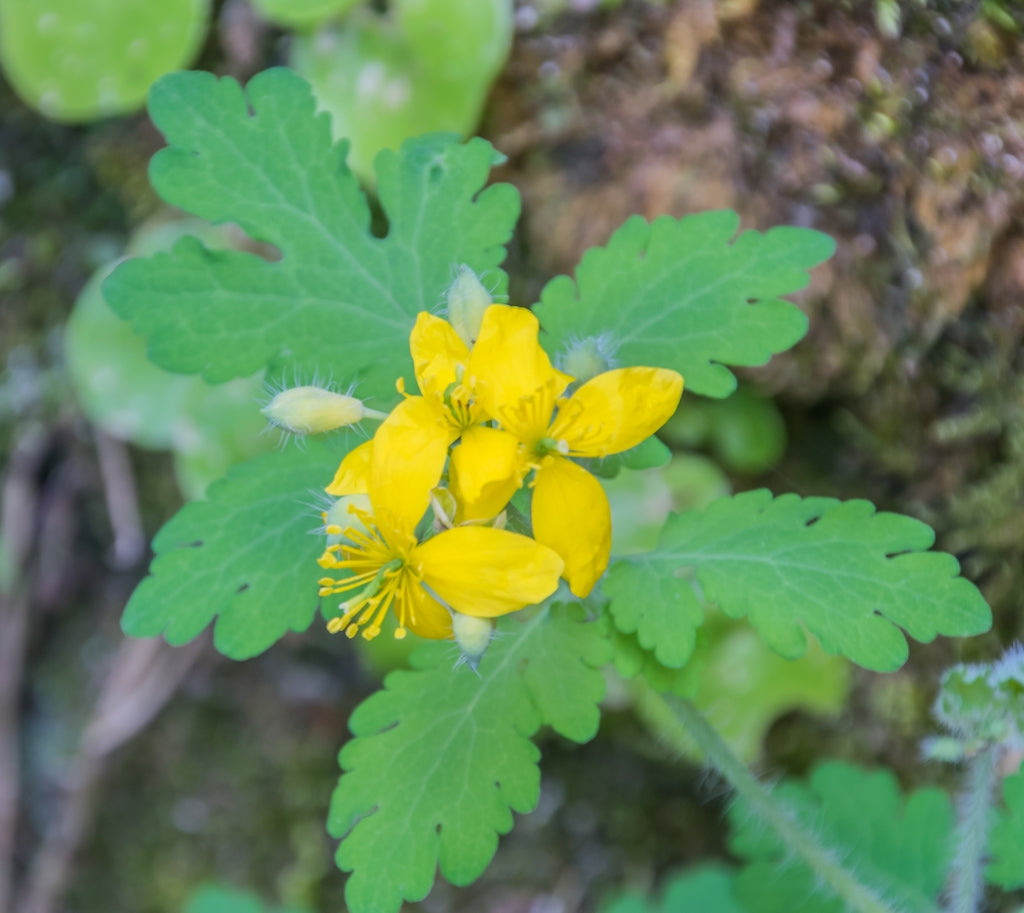 Premium Yellow Chelidonium Flower seeds for Planting Shade Tolerant, Heirloom & GMO Free Seeds for Home Garden seeds