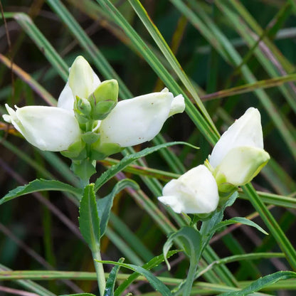 Chelone Glabra Flower seeds for Planting Cottage Garden Essential Heirloom & GMO Free Seeds for Home Garden 
 
 Sale