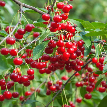 Light Green and Red Cherry Fruit Seeds for Planting - Evergrowseeds