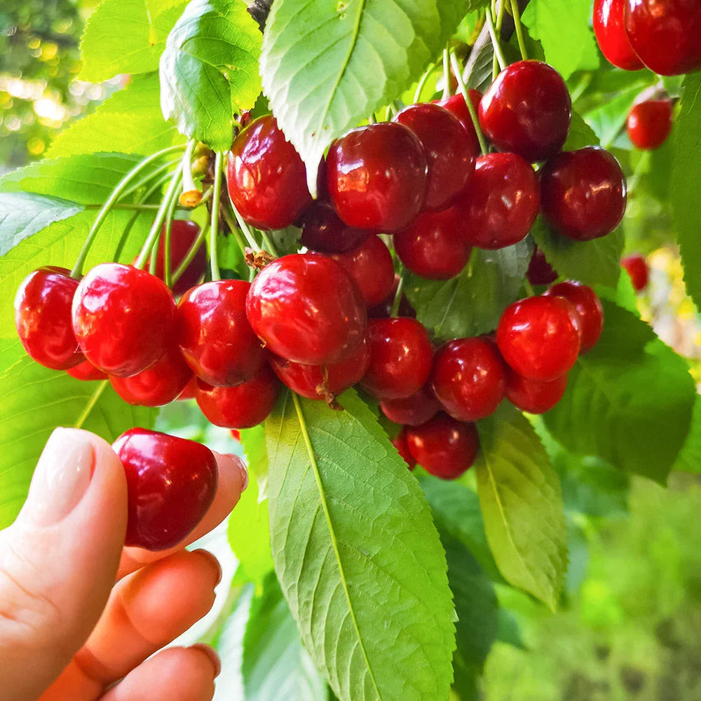 Light Green and Red Cherry Fruit Seeds for Planting - Evergrowseeds