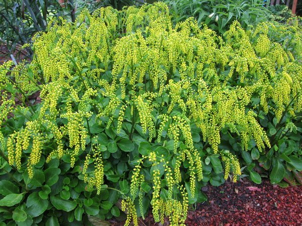Premium Yellow Chiastophyllum Flower seeds for Planting Cottage Garden Essential, Heirloom & GMO Free Seeds for Home Garden Sale seeds