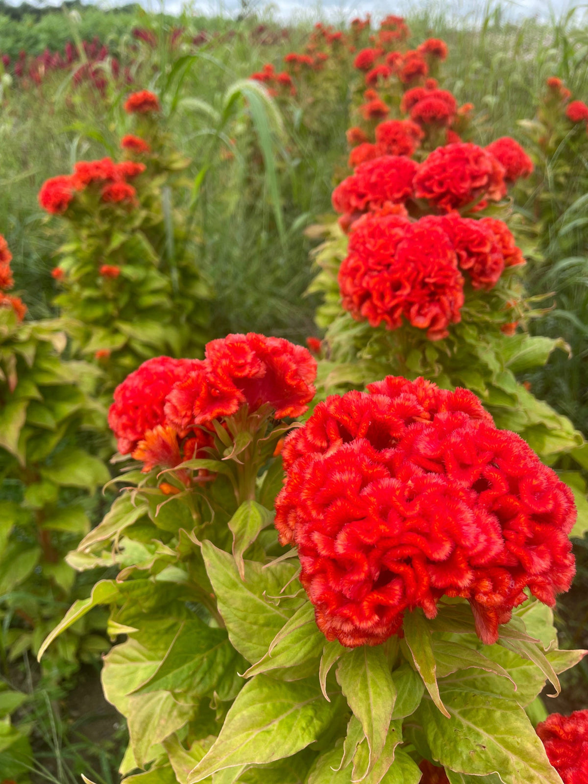 Celosia Chief Persimmon Flower seeds for Planting, Garden Favorite Heirloom & GMO Free Seeds for Home Garden