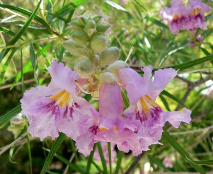 Chilopsis Flower seeds for Planting Colorful Display Heirloom & GMO Free Seeds for Home Garden