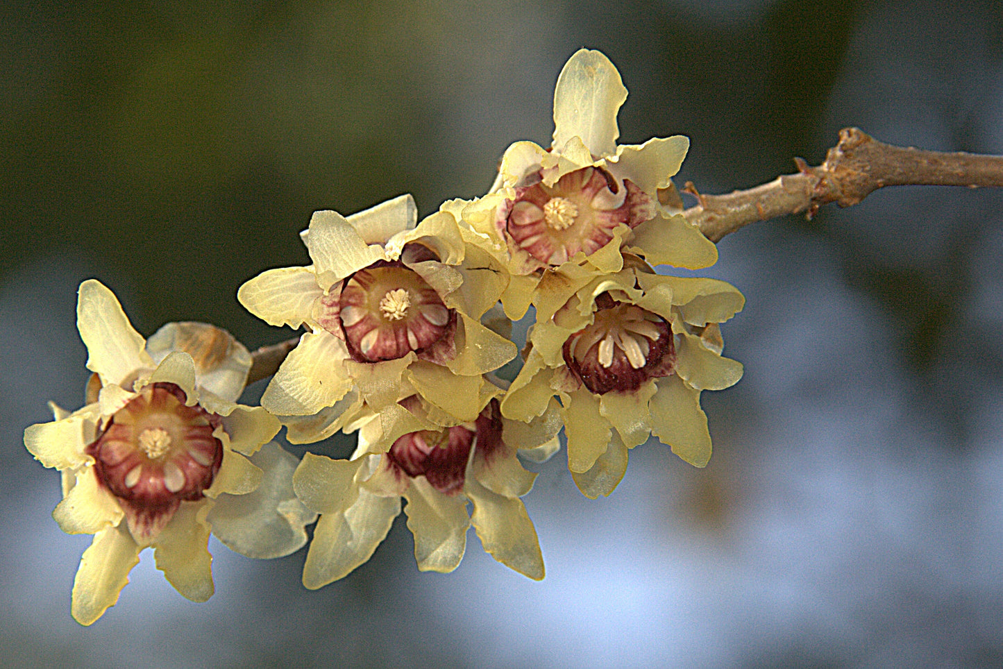 Chimonanthus Praecox Flower seeds for Planting Pollinator Friendly Heirloom & GMO Free Seeds for Home Garden