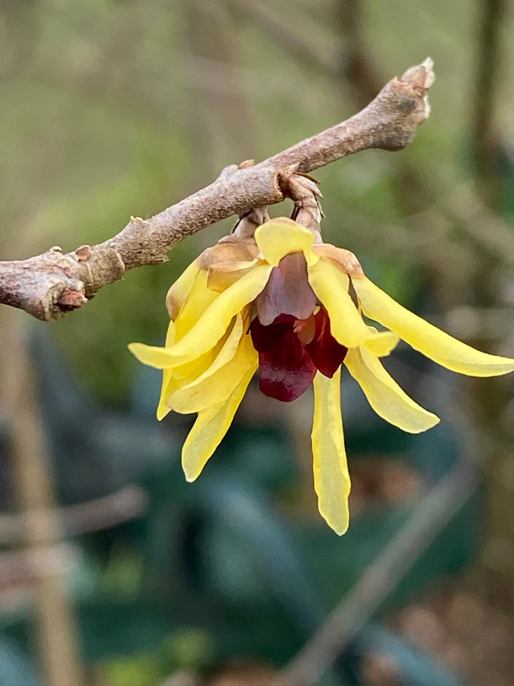Chimonanthus Wintersweet Flower seeds for Planting Shade Tolerant Heirloom & GMO Free Seeds for Home Garden vegetable and garden seeds