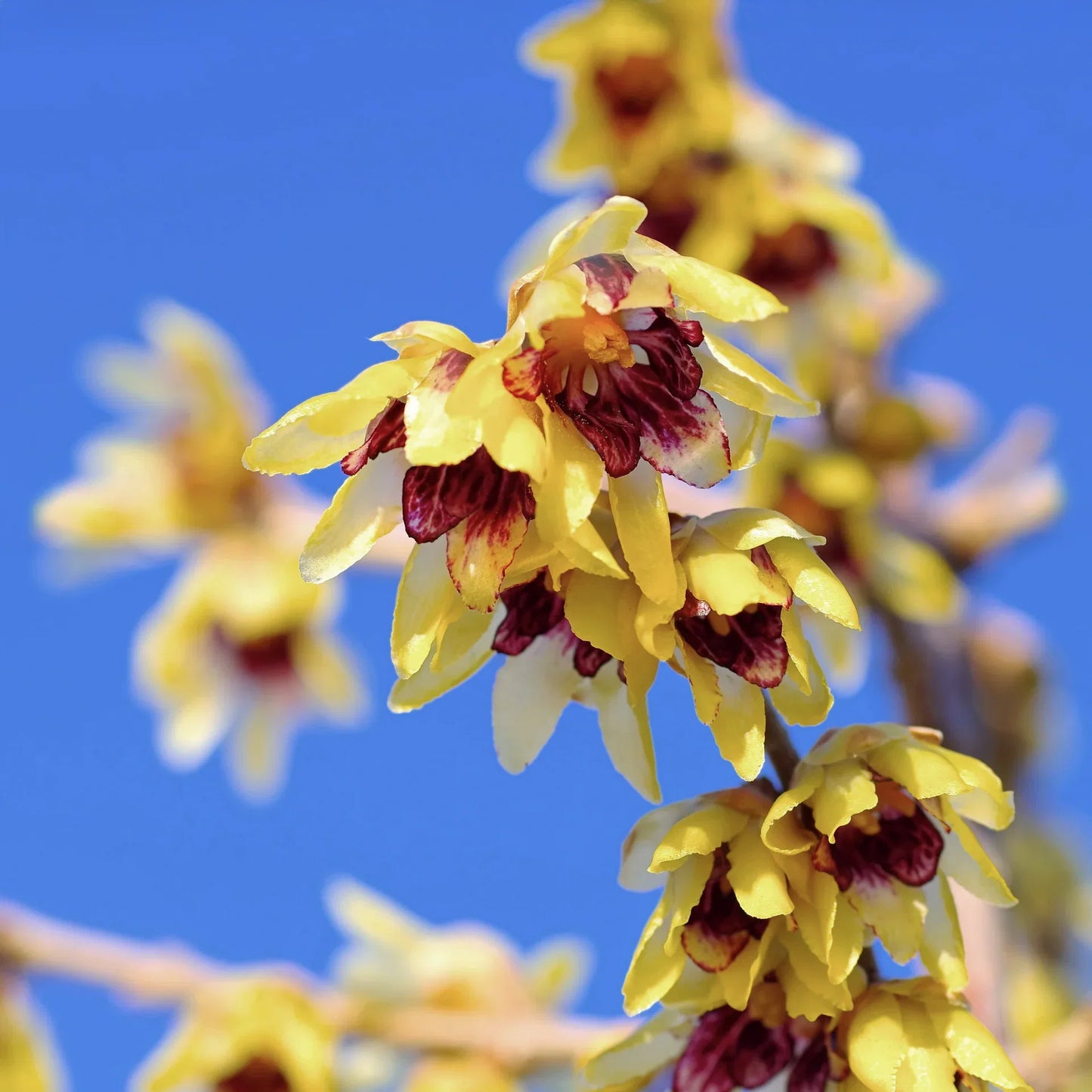 Chimonanthus Praecox Flower seeds for Planting Pollinator Friendly Heirloom & GMO Free Seeds for Home Garden