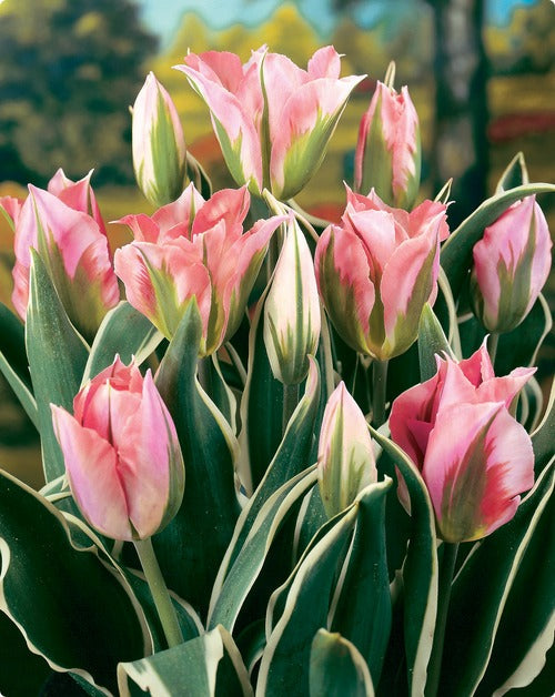 Green Pink Tulip Flower seeds for Planting Wildflower Mix, Heirloom & GMO Free Seeds for Home Garden vegetable and garden seeds