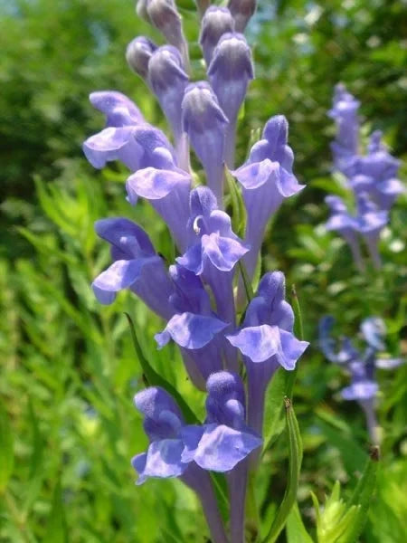 Chinese Skullcap Flower seeds for Planting Garden Favorite, Heirloom & GMO Free Seeds for Home Garden vegetable and garden seeds
