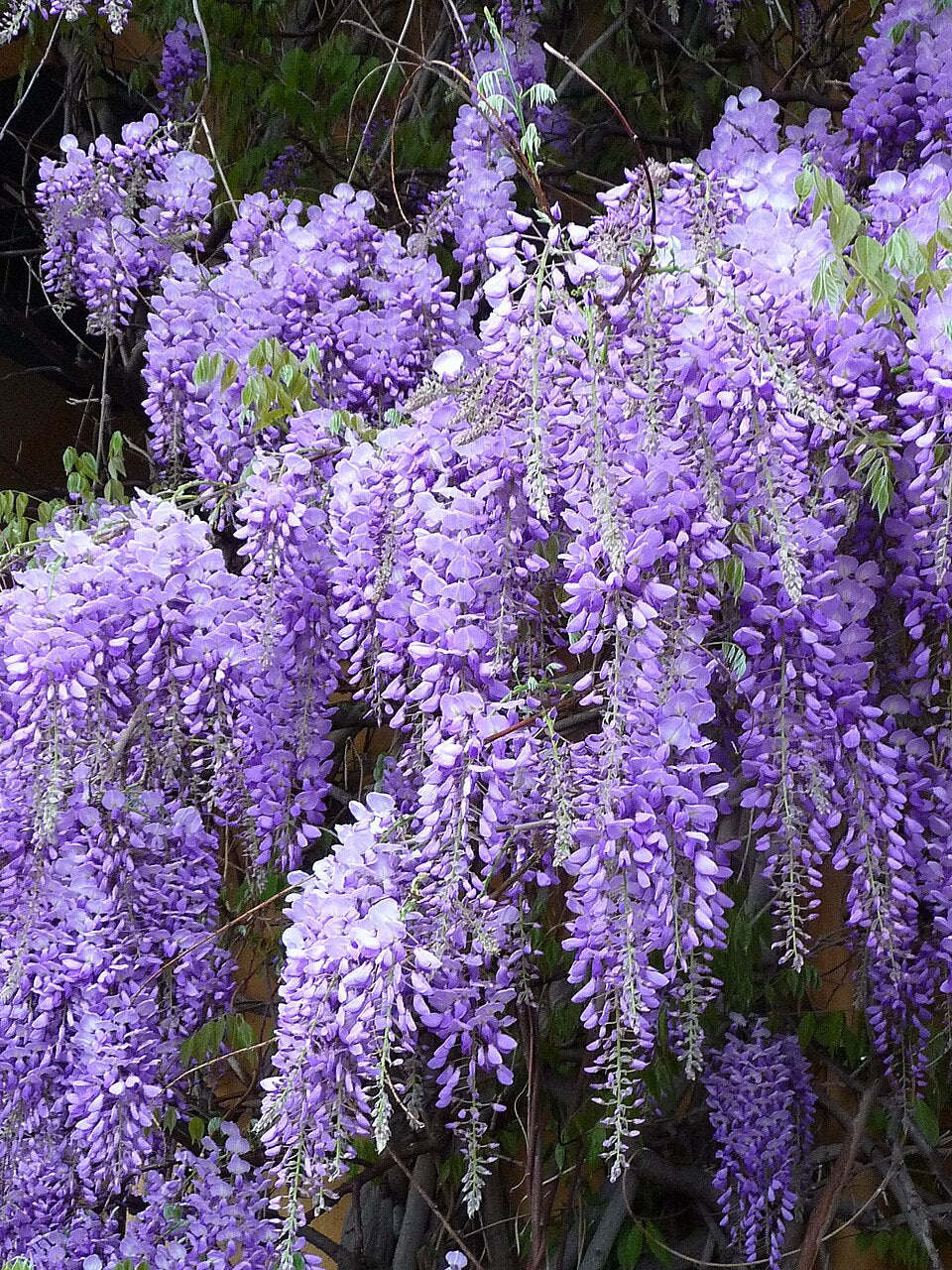 Premium Wisteria Purple Flower seeds for Planting Long Bloom Season, Heirloom & GMO Free Seeds for Home Garden seeds