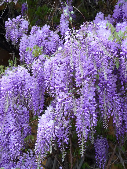 Wisteria Flower seeds for Planting Wildflower Mix Heirloom & GMO Free Seeds for Home Garden