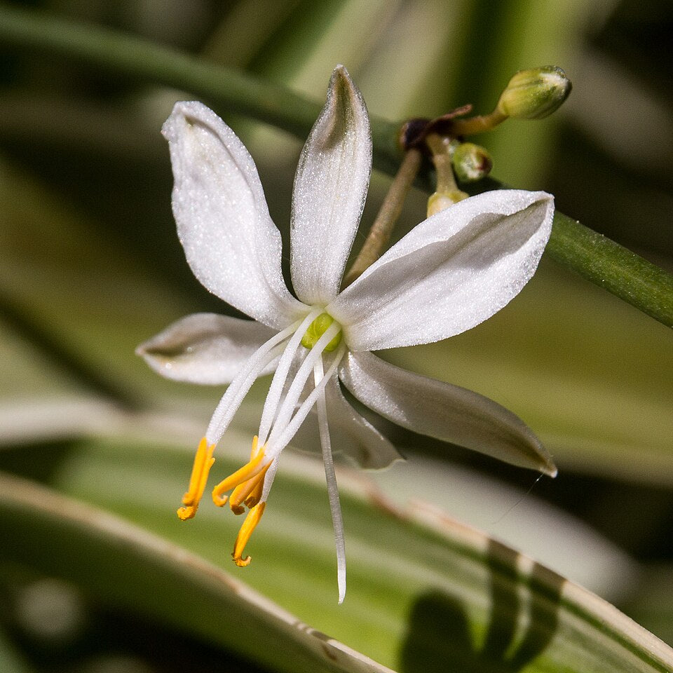 Heirloom Chlorophytum Flower seeds for Planting Cut Flower Favorite Heirloom & GMO Free Seeds for Home Garden