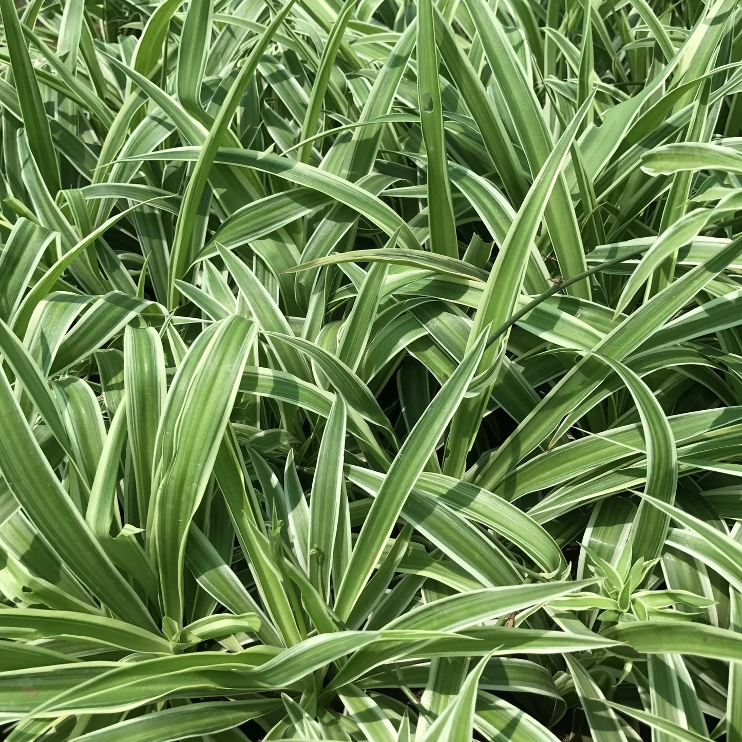 Chlorophytum Planting Seeds For Vibrant Greenery Plant Seeds