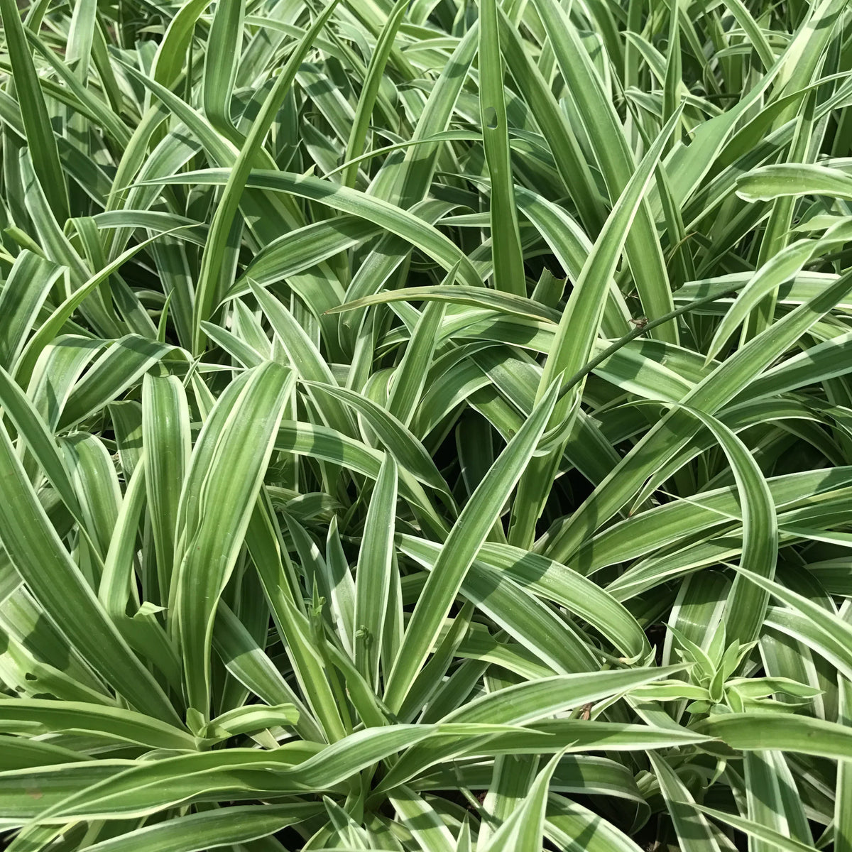 Chlorophytum Planting Seeds For Vibrant Greenery Plant Seeds