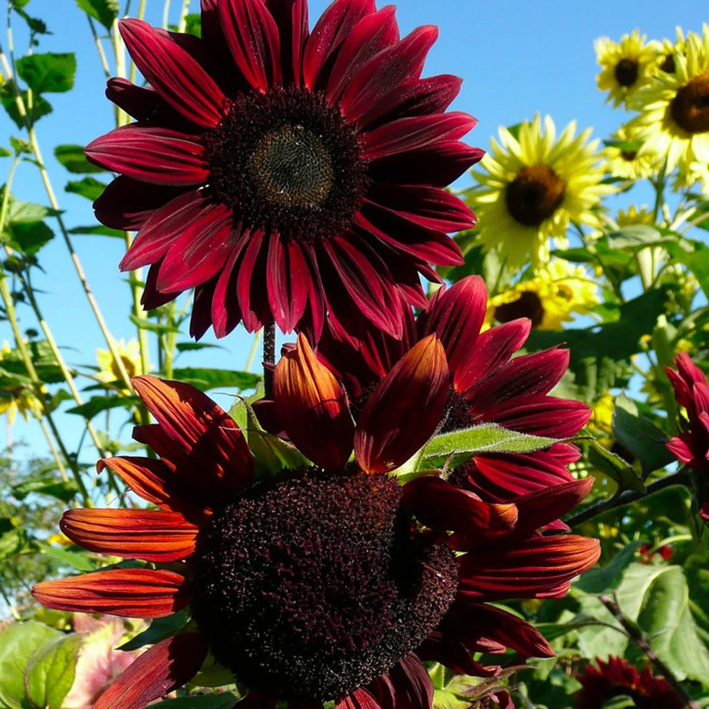 High quality Chocolate Sunflower Flower seeds for Planting Premium Quality, Heirloom & GMO Free Seeds for Home Garden seeds pack