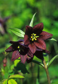 Chocolate Lilly Flower seeds for Planting Easy to Grow, Heirloom & GMO Free Seeds for Home Garden seeds for planting