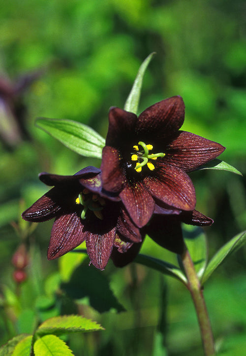 Chocolate Lilly Flower seeds for Planting Easy to Grow, Heirloom & GMO Free Seeds for Home Garden seeds for planting