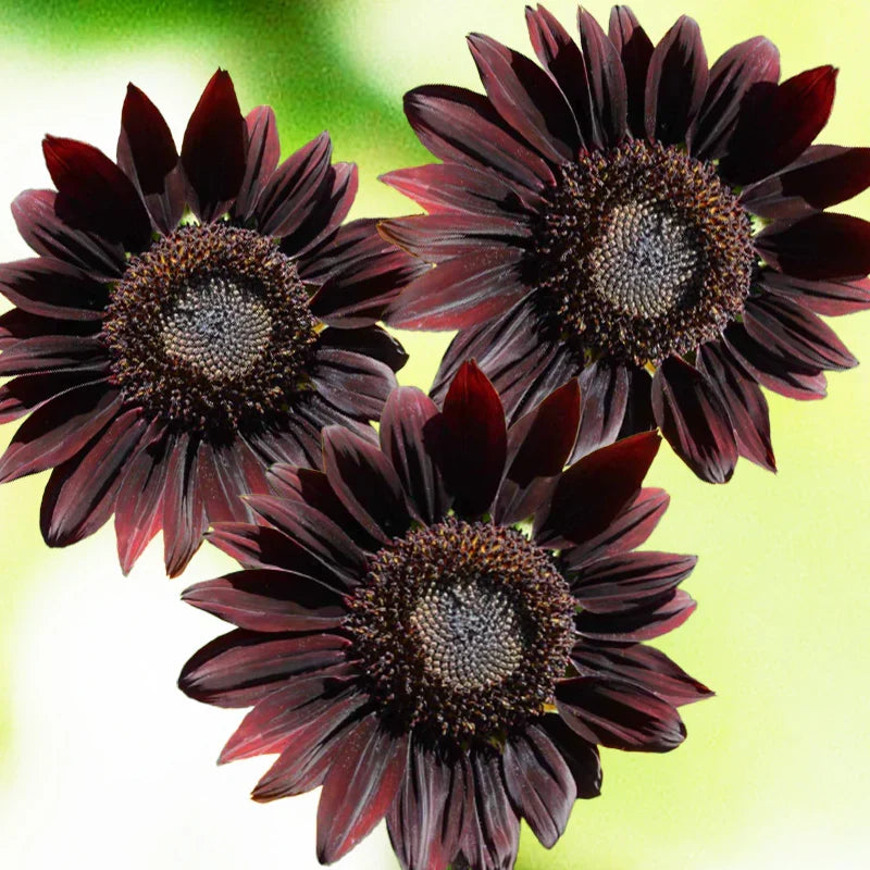 Deep Purple Sunflower Flower seeds for Planting Cottage Garden Essential, Heirloom & GMO Free Seeds for Home Garden seeds for planting