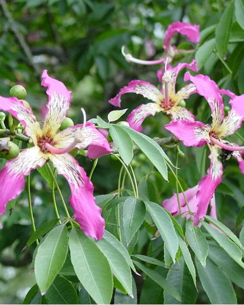 Chorisia Speciosa Flower seeds for Planting Sun Loving Heirloom & GMO Free Seeds for Home Garden