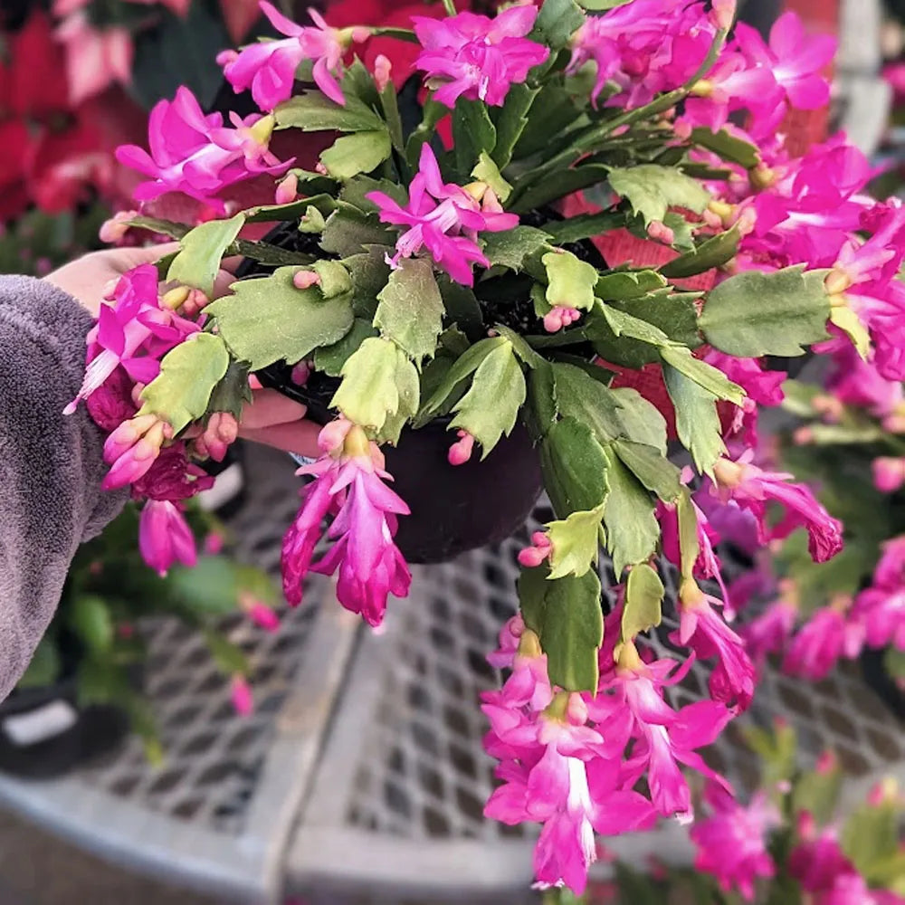 Premium Purple White Schlumbergera Flower seeds for Planting Vibrant Colors, Heirloom & GMO Free Seeds for Home Garden seeds