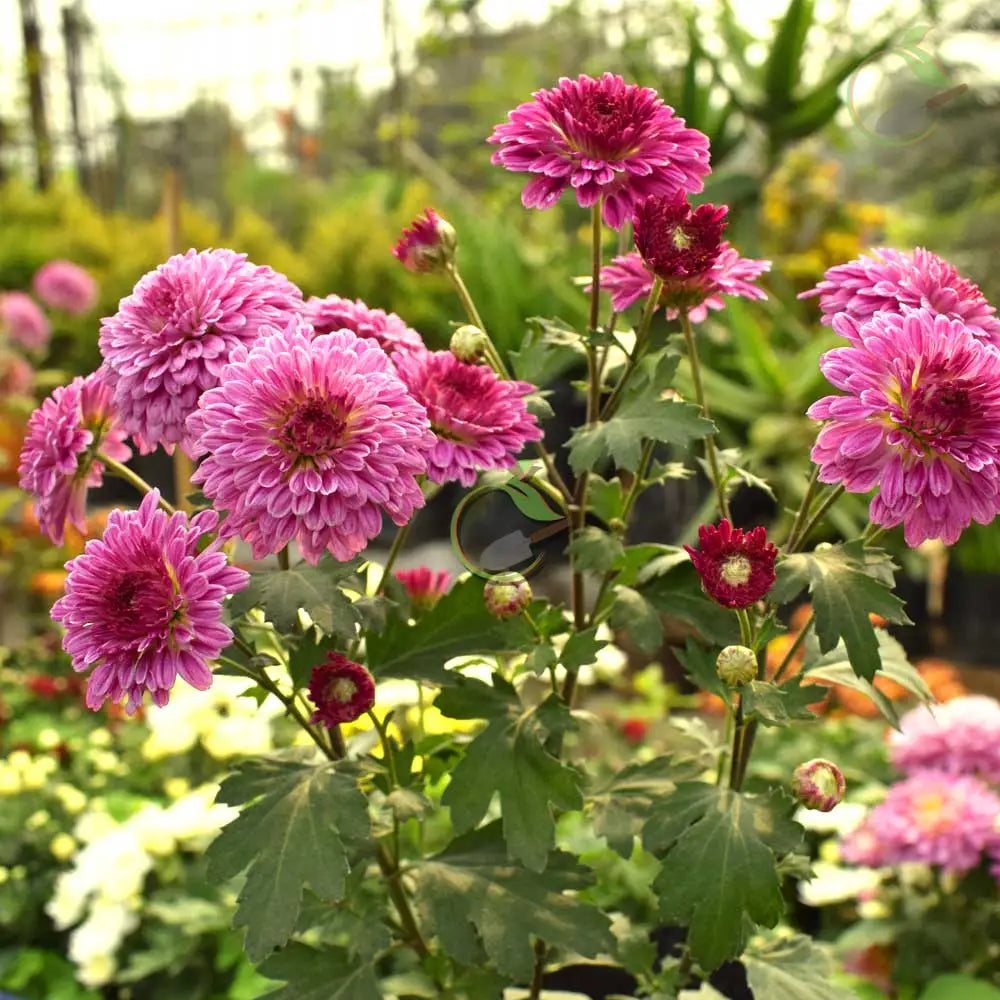 Purple White Chrysanthemum Flower seeds for Planting Drought Tolerant, Heirloom & GMO Free Seeds for Home Garden vegetable and garden seeds