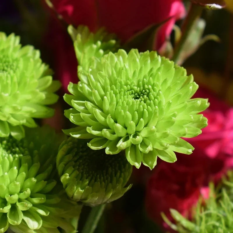 High quality Green Chrysanthemum Flower seeds for Planting Drought Tolerant, Heirloom & GMO Free Seeds for Home Garden seeds pack