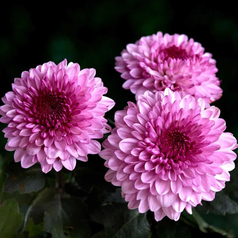 Premium Crucianella Flower seeds for Planting Premium Quality, Heirloom & GMO Free Seeds for Home Garden seeds