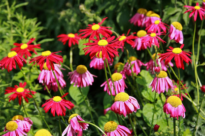 Chrysanthemum Robinson Flower seeds for Planting Easy to Grow Heirloom & GMO Free Seeds for Home Garden