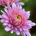 Light Pink Chrysanthemum Flower seeds for Planting Vibrant Colors, Heirloom & GMO Free Seeds for Home Garden seeds for planting