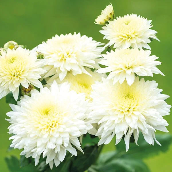 White Chrysanthemum Flower seeds for Planting Sun Loving, Heirloom & GMO Free Seeds for Home Garden vegetable and garden seeds