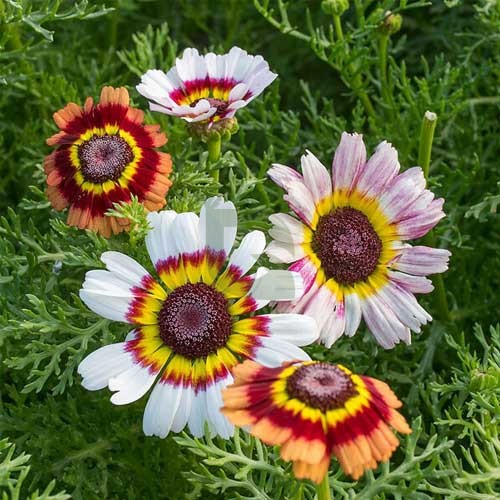 Premium White Chrysanthemum Carinatum Flower seeds for Planting Fragrant Blossoms, Heirloom & GMO Free Seeds for Home Garden seeds