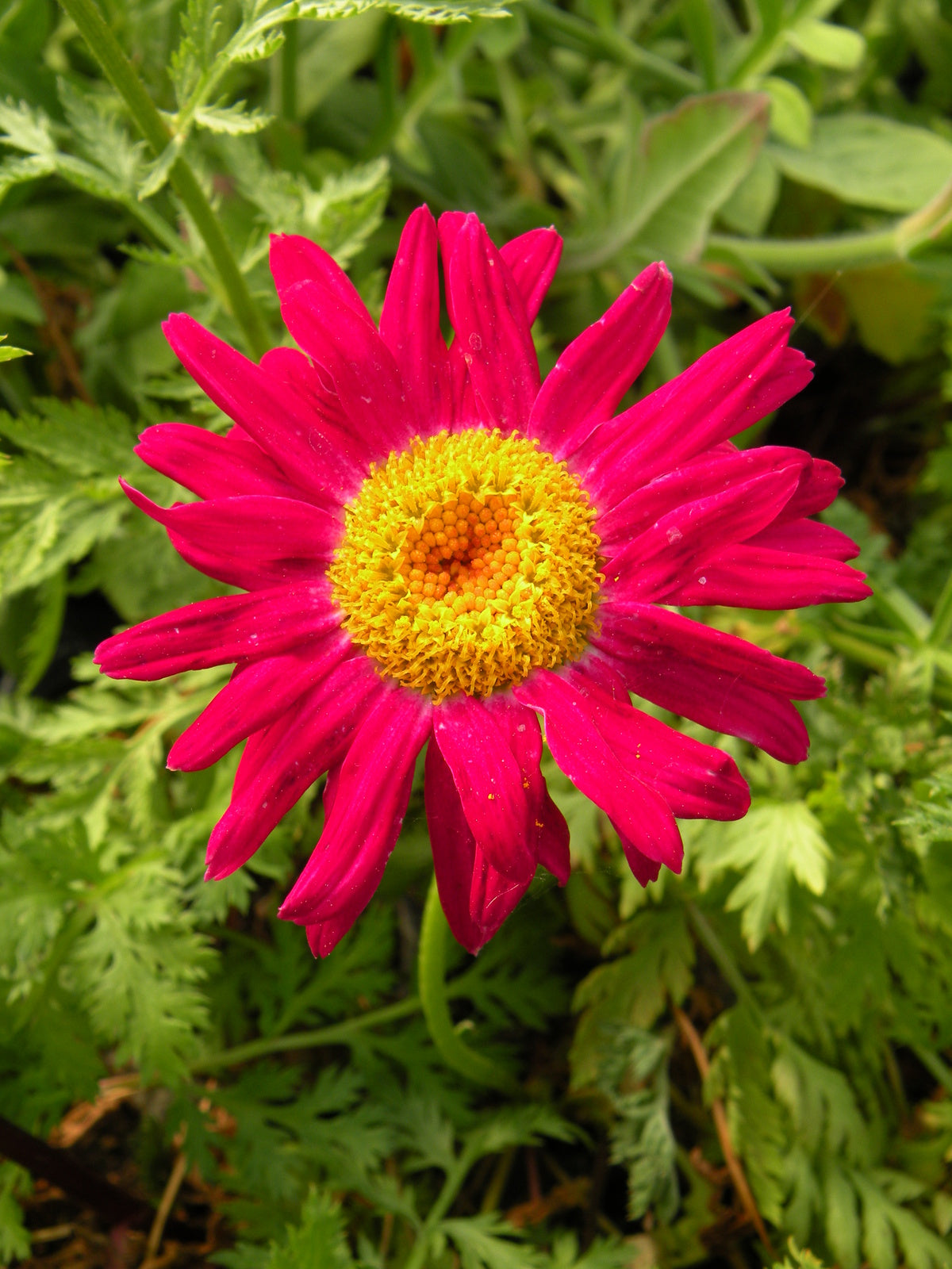 Chrysanthemum Robinson Flower seeds for Planting Easy to Grow Heirloom & GMO Free Seeds for Home Garden